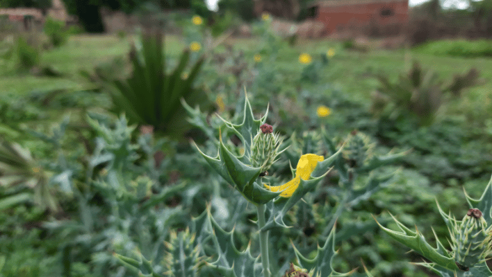 Argemone mexicana in a garden